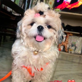 Pets care services in hyderabad